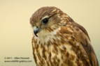 Juvenile Falcon - #RA035