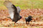 Vultures on prey - #RA030