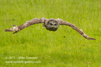 Great Grey Owl in flight - #OW032