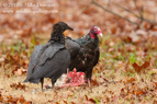Vultures on prey - #RA029