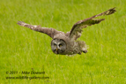 Great Grey Owl in flight - #OW034