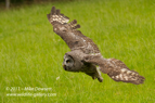 Great Grey Owl in flight - #OW033