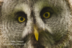 Great Grey Owl close up - #OW035