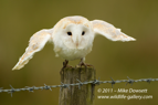Barn Owl on post - #OW029