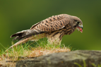 Juvenile Falcon - #RA034