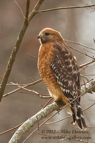 Red Shouldered Hawk - #RA028