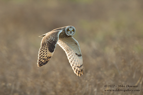 Short Eared Owl in flight - #OW028