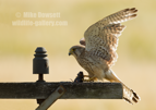 Female Kestrel with her prey - #RA069