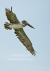 Brown Pelican in flight - #WB097