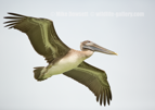 Brown Pelican in flight - #WB095