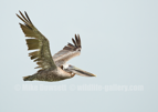 Brown Pelican in flight - #WB096