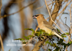 Cedar Waxwing eating berries - #GB137