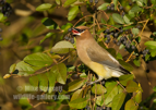 Cedar Waxwing eating berries - #GB136
