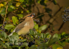 Cedar Waxwing eating berries - #GB135