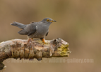 Cuckoo - #GB141
