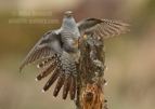 Cuckoo 'Landing' - #GB140
