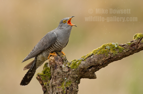 Cuckoo 'Big Mouth' - #GB139
