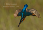 Kingfisher diving - #KF132