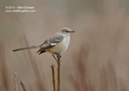 Mocking Bird - #GB001