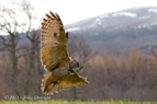 Eagle Owl mountain background - #OW036