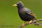 Colourful Starling