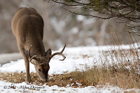White Tailed Buck in the snow - #DR061