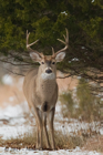 White Tailed Buck - #DR058