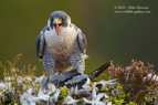 Peregrine Falcon on a Pigeon - #RA011