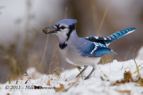 Noisy Blue Jay