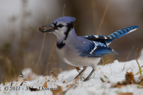 Blue Jay - #GB051