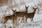 Christmas card - 3 White Tailed Deer