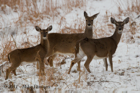Christmas Card, 3 White Tailed Doe in the snow - #DR057