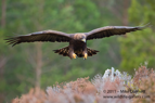 Golden Eagle landing in the Scottish heather - #EG029
