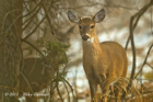 White Tailed Dows - #DR060
