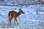 White Tailed fawn in the snow - #DR059
