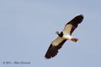 Lapwing in flight - #WB050