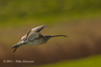 Curlew in flight - #WB045