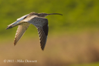 Curlew in flight - #WB044