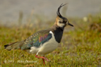 Lapwing wading - #WB048