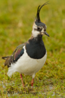 Lapwing wading - #WB049