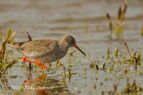 Red Shank wading - #WB046