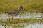 Red Shank wading - #WB047