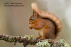 The Red Squirrel Poster - #WL040