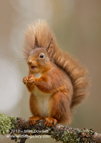 LAUGHING - A really cute Red Squirrel - #WL038