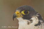 Peregrine Falcon close-up - #RA036