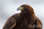 Golden Eagle Close-Up - #EG025