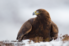Golden Eagle in the Scottish snow - #EG026