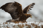 POWERHOUSE, Golden Eagle - #EG027