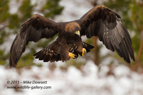 Golden Eagle landing in snow - #EG028