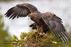 Magnificent Golden Eagle - #EG001